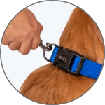 Dog Collars & Leashes